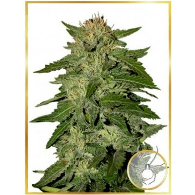 Mr. Hide Seeds AUTO White Widow semena neobsahují THC 3 ks – Zboží Dáma