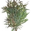 Květina EUCALYPTUS NICHOLII 300g