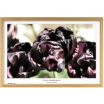 TRADAG Natura 40 x 60 přírodní – Hledejceny.cz