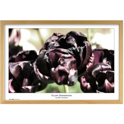 TRADAG Natura 40 x 60 přírodní – Hledejceny.cz