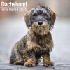 Kalendář Wirehaired Dachshund, 30,5 x 30,5 (30,5 x 61) cm 2025