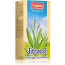 Apotheke Jitrocel čaj 20 x 1,5 g