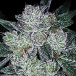 Anesia Seeds AUTO Future #1 semena neobsahují THC 3 ks – Hledejceny.cz