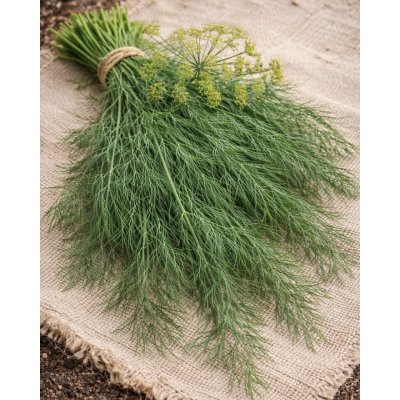 SEMO Kopr Hanák vonný 4 g – Zboží Mobilmania