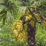 Žumara ztepilá - Trachycarpus fortunei - semena palmy - 2 ks – Zboží Dáma