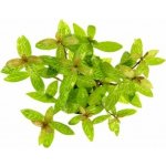 Hygrophila polysperma Sunset – Hledejceny.cz