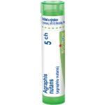 AGRAPHIS NUTANS POR 5CH GRA 1X4G – Hledejceny.cz