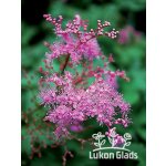 Filipendula hybriden KAHOMA - tužebník – Zboží Dáma