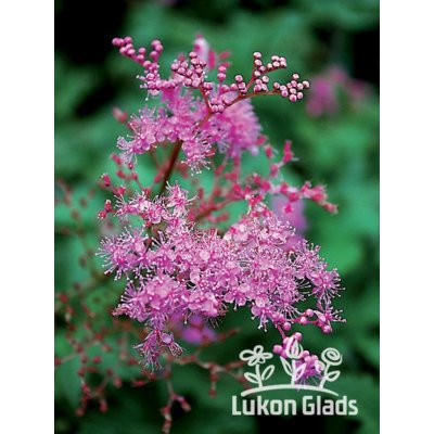 Filipendula hybriden KAHOMA - tužebník – Zboží Dáma