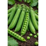 SEMO Hrách zahradní 'Zázrak z Kelvedonu' 50 g – Zboží Mobilmania