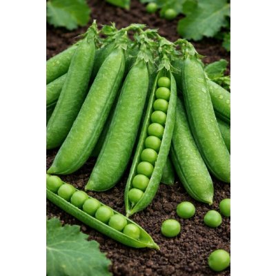 SEMO Hrách zahradní 'Zázrak z Kelvedonu' 50 g – Zboží Mobilmania