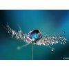 Tapety WEBLUX Fototapeta plátno Beautiful dew drops on a dandelion seed macro. Beautiful soft light blue and violet background. Water drops on a parachutes dandelion on a beauti 160 x 116 cm