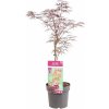 Květina Javor japonský, Acer palmatum Garnet, velikost kontejneru 3 l