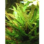 Cryptocoryne lutea - Kryptokoryna Walkerova – Zboží Mobilmania