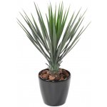 Yucca ROSTRATA, 60cm – Zboží Mobilmania