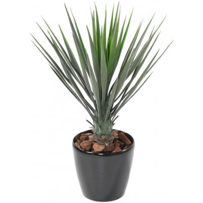 Yucca ROSTRATA, 60cm – Zboží Mobilmania