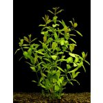 Hygrophila polysperma - Mokřanka mnohosemenná – HobbyKompas.cz