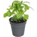 Meduňka lékařská, Melissa officinalis, v květináči – Zboží Dáma
