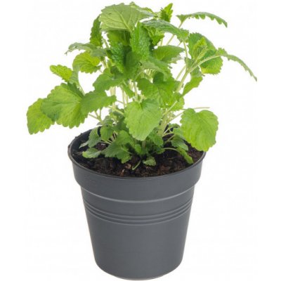 Meduňka lékařská, Melissa officinalis, v květináči – Zboží Dáma
