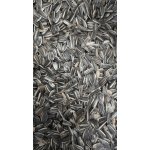 Fauna Hradil Slunečnice velká žíhaná 10 kg – Zboží Dáma