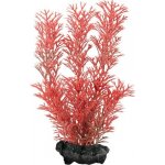 Tetra Myriophyllum heterophyllum Red Foxtail 15 cm – Zboží Mobilmania