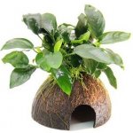 Dennerle Anubias nana na kokosu 9 x 9 x 12 cm – Hledejceny.cz