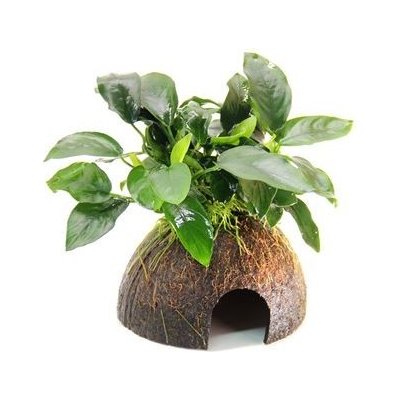 Dennerle Anubias nana na kokosu 9 x 9 x 12 cm – Hledejceny.cz