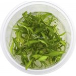 Cryptocoryne parva - Kryptokoryna nízká – Hledejceny.cz