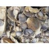 Akvarijní dekorace Dijk Natural Collection Mušle Shell mix 100 g