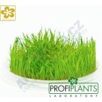 Eleocharis sp. Mini – Zboží Dáma