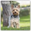 Kalendář Yorkshire Terrier Yorkshire Terrier 16-Monats 2024