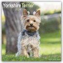 Yorkshire Terrier Square Dog Breed Wall 16 Month 2024