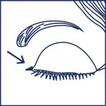 Bausch & Lomb Hyal-Drop Ultra 4S eye drops 10 ml – Zboží Dáma