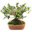 bonsai -zimolez (lonicera pilleata) 321-M