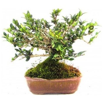 bonsai -zimolez (lonicera pilleata) 321-M