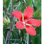 Ibišek šarlatový - Hibiscus coccineus - prodej semen - 5 ks – Zboží Mobilmania