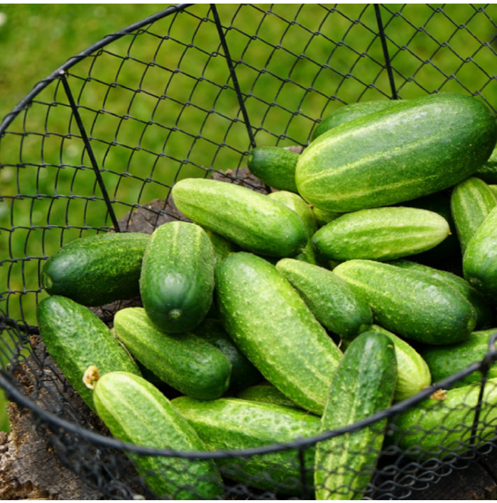 BIO Okurka nakládačka Vorgebirgstrauben - Cucumis sativus - bio semena okurky - 10 ks