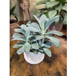 Senecio Mountain – Zbozi.Blesk.cz