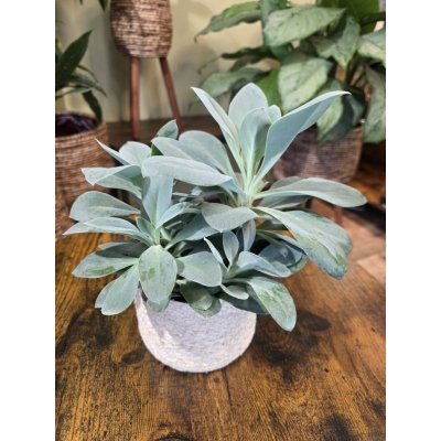 Senecio Mountain – Zbozi.Blesk.cz