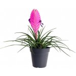 Kykatka namodralá, Tillandsia cyanea Anita, průměr květináče 9 cm – Zboží Mobilmania