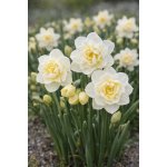 Narcis 'The bride' 5 ks – Sleviste.cz