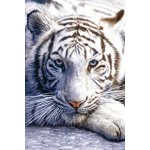 Plakát, Obraz - White tiger, (61 x 91,5 cm) – Hledejceny.cz