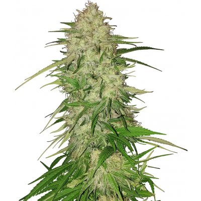 Nuka Seeds Hairy Fairy semena neobsahují THC 10 ks – Sleviste.cz