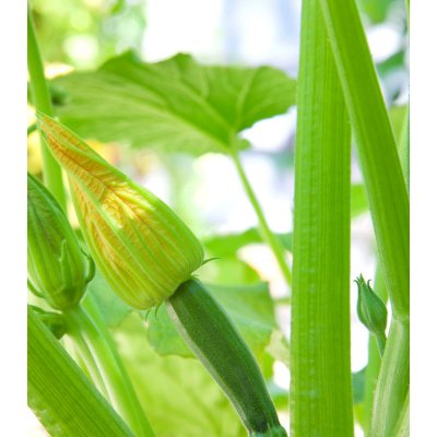 Bio Cuketa Alberello - Cucurbita pepo - bio semena cukety - 5 ks