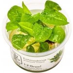 Echinodorus tropica – Zboží Dáma