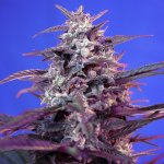 Sweet Seeds Bloody Skunk AUTO semena neobsahují THC 3 ks – Hledejceny.cz