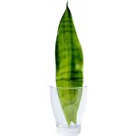 Gardners Sansevieria trifasciata Moonshine - řízek k zakořenění Sanseveria, Tchýnin jazyk, Tenura – Zboží Dáma