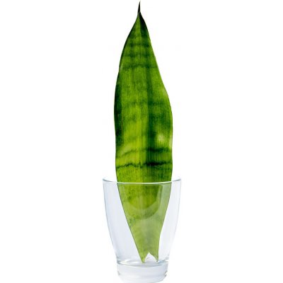 Gardners Sansevieria trifasciata Moonshine - řízek k zakořenění Sanseveria, Tchýnin jazyk, Tenura – Zboží Dáma