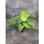 Musa Basjo, mrazuvdorný 17 cm – Hledejceny.cz