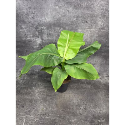 Musa Basjo, mrazuvdorný 17 cm – Hledejceny.cz